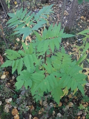 Sorbus aucuparia