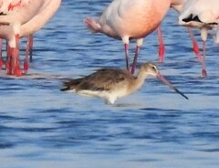 Limosa limosa