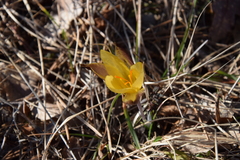 Crocus weldenii