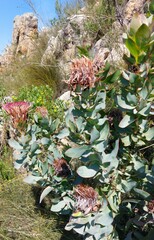 Protea eximia