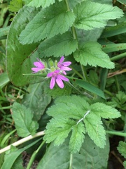 Erodium moschatum