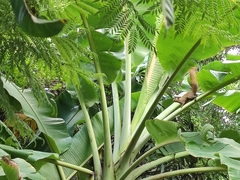 Callosciurus finlaysonii