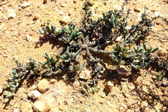 Antimima nordenstamii