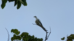 Ducula spilorrhoa