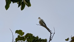 Ducula spilorrhoa
