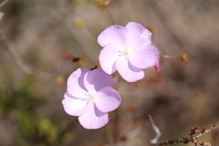 Drosera drummondii