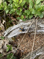 Mesembrina meridiana