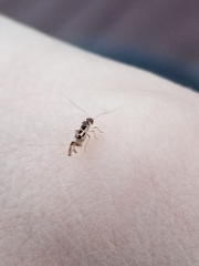 Graphopsocus