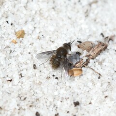 Bombyliini