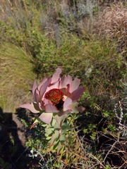 Leucadendron tinctum