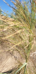 Phragmites australis