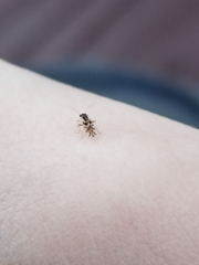 Graphopsocus