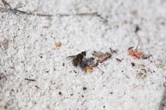 Bombyliini