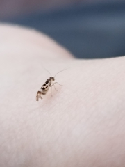 Graphopsocus