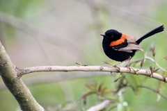 Malurus melanocephalus