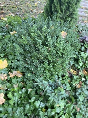 Cotoneaster divaricatus