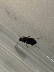 Harpalus pensylvanicus