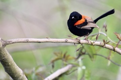 Malurus melanocephalus