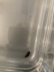 Harpalus pensylvanicus