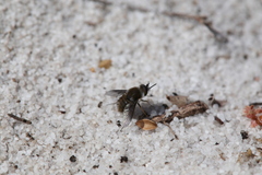 Bombyliini