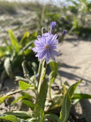 Lactuca tatarica