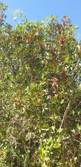 Pistacia lentiscus
