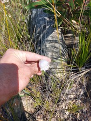 Gladiolus patersoniae