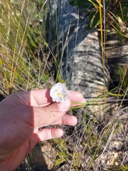 Gladiolus patersoniae