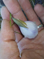 Gladiolus patersoniae