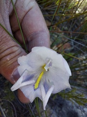 Gladiolus patersoniae