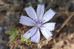 Cichorium endivia