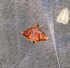 Hypsopygia pelasgalis