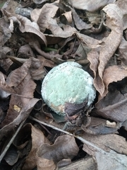 Penicillium digitatum