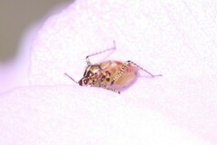 Setocoris