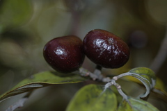Cryptocarya guillauminii