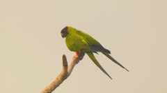 Aratinga nenday