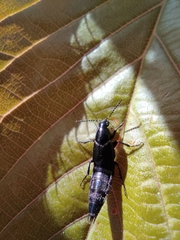 Staphylinini