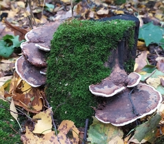 Daedaleopsis