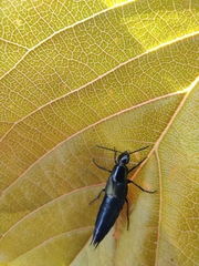 Staphylinini