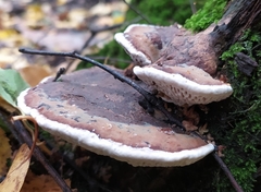 Daedaleopsis