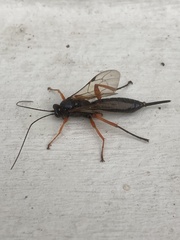 Pimpla rufipes