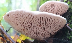 Daedaleopsis