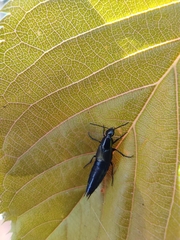 Staphylinini
