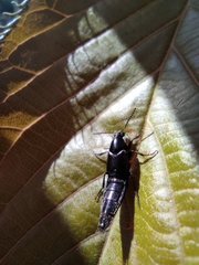 Staphylinini
