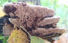 Daedaleopsis