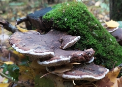 Daedaleopsis
