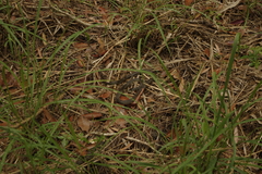 Dendrelaphis punctulatus