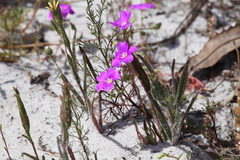 Calandrinia