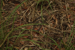 Dendrelaphis punctulatus