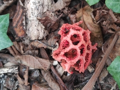 Clathrus ruber